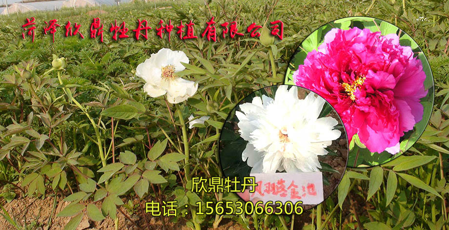 菏澤欣鼎牡丹種植有限公司