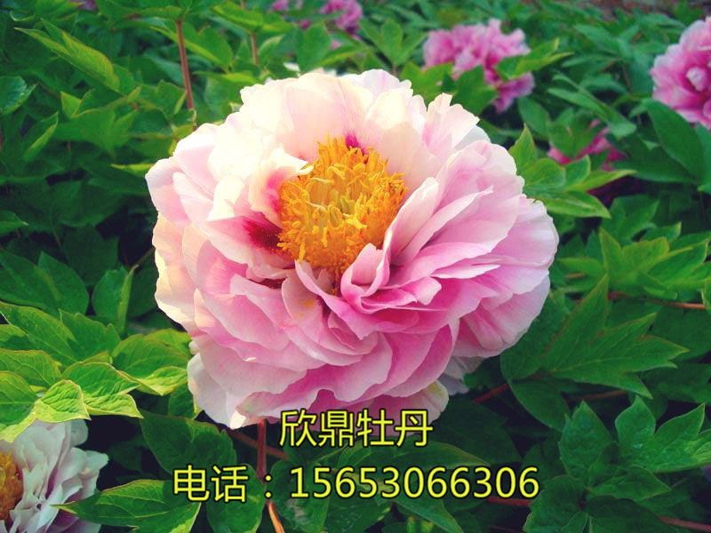 彩菊